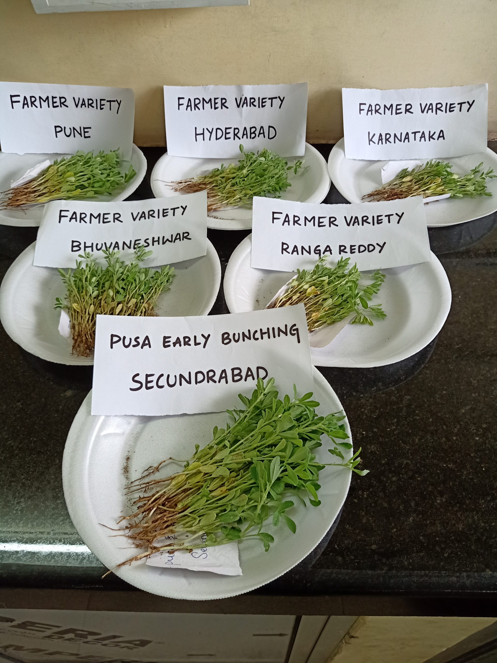 Evaluation Of Fenugreek (TrigonellafoenumGraecum) Cultivars In